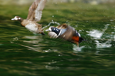 Breeding adult male and female harlequin ducks (Histrionicus histrionicus) in Red Bluff Bay on Baranof Island, Southeast Alaska