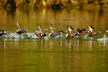 Breeding adult male and female harlequin ducks (Histrionicus histrionicus) taking flight in Takatz Bay on Baranof Island, Southeast Alaska