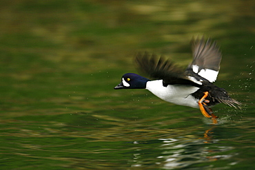 Adult male Barrow's Goldeneye (Bucephala islandica) taking flight in full breeding plumage in the calm waters of Red Bluff Bay, Southeastern Alaska, USA. Pacific Ocean.   (RR)