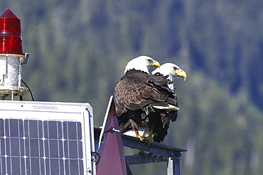 Adult bald eagle pair (Haliaeetus leucocephalus) on a channel marker just outside Petersburg, Southeast Alaska, USA.