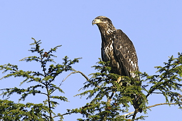 Juvenile bald eagle (Haliaeetus leucocephalus) in tree just outside Petersburg, Southeast Alaska, USA.