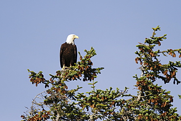 An adult American Bald Eagle (Haliaeetus leucocephalus) perched in a Sitka spruce tree in Southeast Alaska, USA. Pacific Ocean.