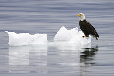 American Bald Eagle (Haliaeetus leucocephalus) resting on a calved iceberg from the Le Conte glacier just outside Petersburg in Southeast Alaska, USA. Pacific Ocean.