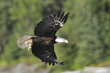 Adult American Bald Eagle (Haliaeetus leucocephalus) taking flight near Juneau in Southeast Alaska, USA. Pacific Ocean.