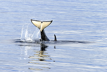 Young Orca (Orcinus orca) tail-slapping in Tracy Arm, southeast Alaska, USA.