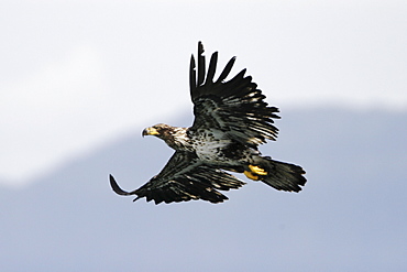 A juvenile American Bald Eagle (Haliaeetus leucocephalus) in flight over Chatham strait, Southeast Alaska, USA. Pacific Ocean.