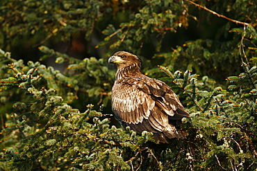 Juvenile bald eagle (Haliaeetus leucocephalus) perched in Sitka Spruce tree (the Alaska state tree) in Takatz Bay on Baranof Island, Southeast Alaska, USA