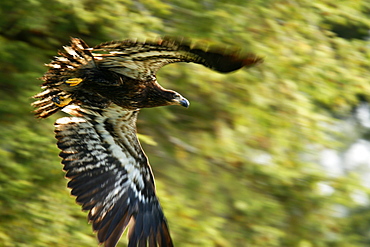 Juvenile bald eagle (Haliaeetus leucocephalus) in flight in Takatz Bay on Baranof Island, Southeast Alaska, USA