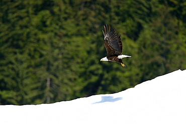 Adult bald eagle (Haliaeetus leucocephalus) on iceberg calved from the LeConte Glacier just outside of Petersburg, Southeast Alaska