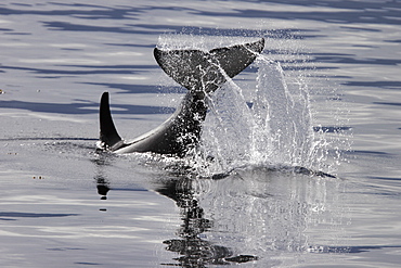 Young Orca (Orcinus orca) tail-slapping in Tracy Arm, southeast Alaska, USA.