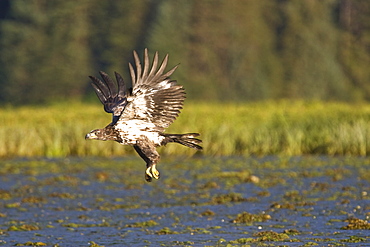 A juvenile bald eagle (Haliaeetus leucocephalus) scavenging a salmon carcass in Windham Bay on the Alaskan coast in Southeast Alaska, USA