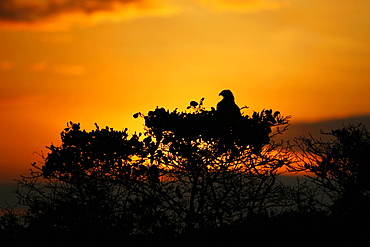 Adult Galapagos hawk (Buteo galapagoensis) in its nest at sunset in the Galapagos Island Group, Ecuador. This raptor species is endemic to the Galapagos Islands. Pacific Ocean.