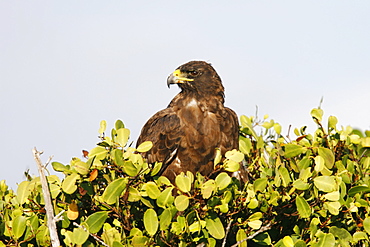 Adult Galapagos hawk (Buteo galapagoensis) in the Galapagos Island Group, Ecuador. This raptor species is endemic to the Galapagos Islands. Pacific Ocean.