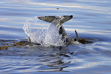 Young Orca (Orcinus orca) tail-slapping among kelp in Chatham Strait, southeast Alaska, USA.