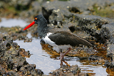 American oystercatcher (Haematopus ostralegus) foraging for prey along the shoreline on Bartolome Island in the Galapagos Island Group, Ecuador. Pacific Ocean.