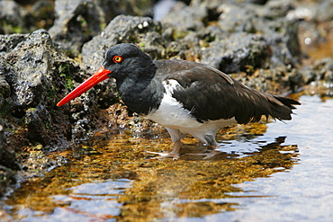 American oystercatcher (Haematopus ostralegus) probing tidepools for food along the shoreline on Bartolome Island in the Galapagos Island Group, Ecuador. Pacific Ocean.