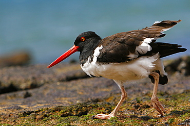 American oystercatcher (Haematopus ostralegus) foraging for prey along the shoreline on Bartolome Island in the Galapagos Island Group, Ecuador. Pacific Ocean.