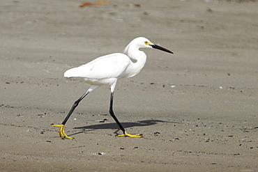 Adult Snowy Egret (Egretta thula) foraging at low tide on Isla Magdalena, Baja, Mexico. Note the characteristic golden feet and black legs, the field characteristics of this species.