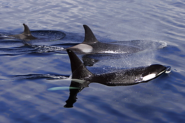 Orca (Orcinus orca) pod surfacing in Chatham Strait, southeast Alaska, USA.