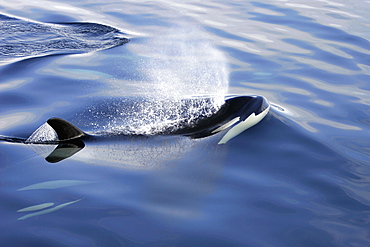 Orca (Orcinus orca) pod surfacing in Chatham Strait, southeast Alaska, USA.