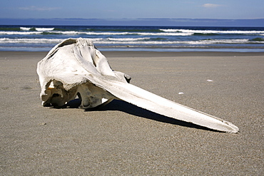 Long-beaked Common Dolphin (Delphinus capensis) skull found on the beach at Isla Magdalena, Baja, California Sur. Pacific Ocean. Possible by-catch in purse-seiner? 