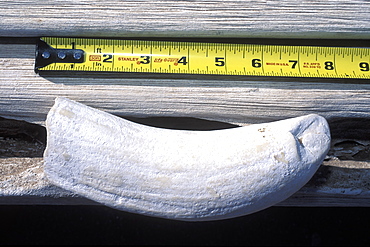 Eight-inch tooth from lower right mandible (jawbone) of an adult bull Sperm Whale (Physeter macrocephalus) in the mid-riff region of the Gulf of California (Sea of Cortez), Mexico. 