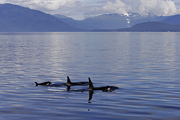 Orca (Orcinus orca) pod surfacing calm waters in Chatham Strait, southeast Alaska, USA.