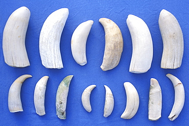 Assorted Sperm Whale (Physeter macrocephalus) teeth from lower jaws of beached Sperm Whales in the mid-riff region of the Gulf of California (Sea of Cortez), Mexico.