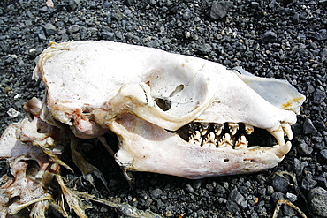 Crabeater seal (Lobodon carcinophaga) skull on the beach on Bird Island, Antarctica