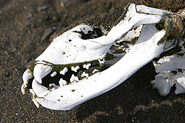 Weddell seal (Leptonychotes weddellii) skull (note the cusped teeth) on the beach near the Antarctic Peninsula. Weddell seals used to be hunted as food for dog sled teams.