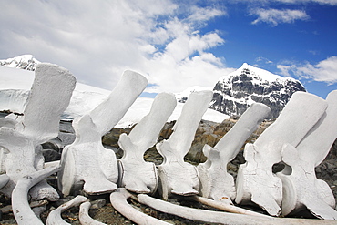 Weathered whale vertebrae on Jougla Point near the old British Whaling Station at Port Lockroy on Weincke Island, Antarctica.