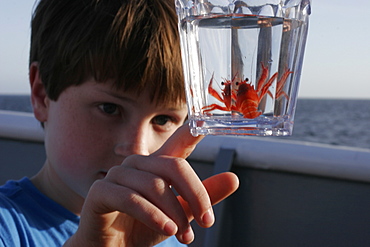 Pelagic crab (Pleuroncodes planipes) caught in glass with curious boy off the Baja Peninsula, Mexico. This crab is often called the red tuna crab.