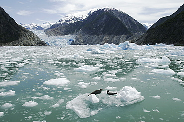 Two harbor seals (Phoca vitulina) reesting on ice calved from the Sawyer Glacier, a tidewater glacier at the end of Tracy Arm in Southeast Alaska, USA. 