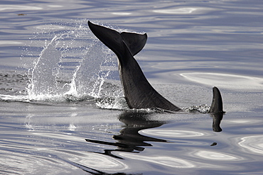 Young Orca (Orcinus orca) tail-slapping in Chatham Strait, southeast Alaska, USA.