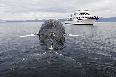 Dead female humpback whale (Megaptera novaeangliae) calf encountered in Frederick Sound, Southeast Alaska