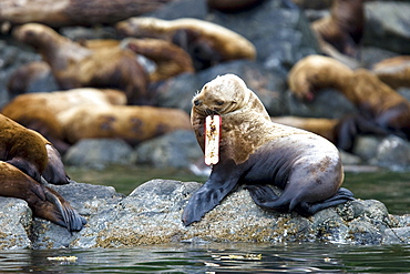 Northern (Steller) sea lion (Eumetopias jubatus) colony on sail rock in Frederick Sound, southeastern Alaska