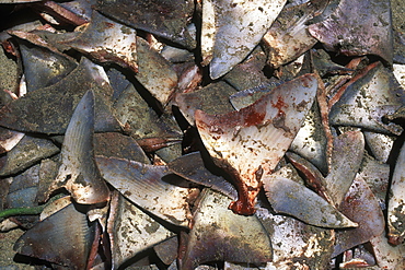 Shark dorsal fins cut from various species in the Shark Finning panga fishery in the Gulf of California (Sea of Cortez), Mexico.