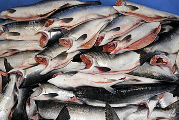 The Norquest fish processing plant in Petersburg, Southeast Alaska, USA. Shown here processing fresh and wild salmon for market.