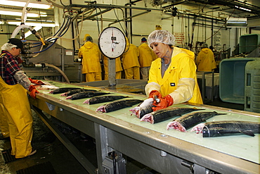 The Norquest fish processing plant in Petersburg, Southeast Alaska, USA. Shown here processing fresh and wild salmon for market.