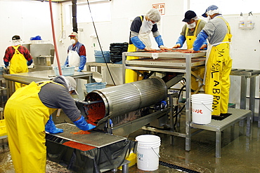 The Norquest fish processing plant in Petersburg, Southeast Alaska, USA. Shown here processing fresh and wild salmon roe for the asian fish market.