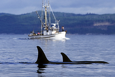 Orca (Orcinus orca) - also called Killer Whale - surfacing near commercial fishing vessel in Johnstone Strait, British Columbia, Canada.