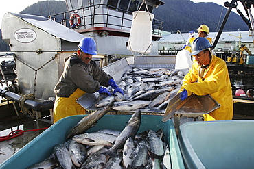 Processing the wild-caught salmon catch at Norquest Cannery in Petesburg, Southeast Alaska. No model release.