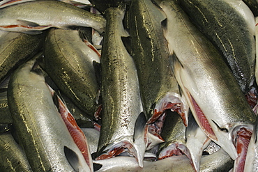 Processing the wild-caught salmon catch at Norquest Cannery in Petesburg, Southeast Alaska. No model release.