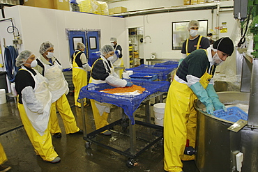 Salmon processing in Petersburg, Southeast Alaska at the Norquest fish processing plant. Here Japanese and American workers are cleaning and sorting salmon roe (fish eggs) for Asian consumption.