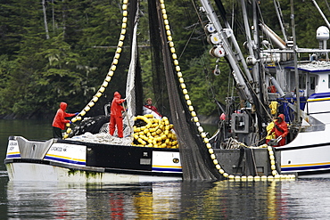 Purse-seiners operating in Red Bluff Bay, Baranof Island, Southeast Alaska. These vessels are fishing for salmon. No property or model release.