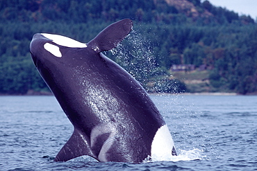 Orca breaching. (Orcinus orca)
San Juan Islands, Washington.
(Restricted Resolution - pls contact us)