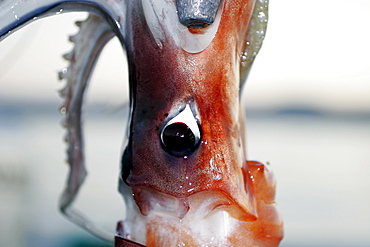 Jumbo Squid (Dosidicus gigas) eye and head detail. Mexican panga fishery in Santa Rosalia, Baja, Mexico