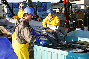 Processing the salmon catch at Norquest Cannery in Petesburg, Southeast Alaska. No model release.