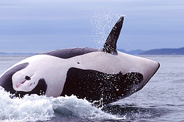 Female orca breaching in Boundary Pass, Canada-Washington border