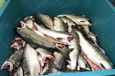 Salmon processing in Petersburg, Southeast Alaska at the Norquest fish processing plant.